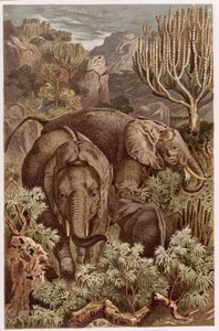 African Elephant, plate from Brehms Tierleben