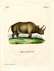 African Rhinoceros by German School