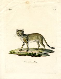 African Wild Cat