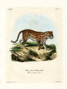 African Wild Cat by German School