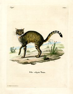 African Wildcat