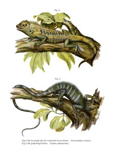 Agamid Lizard