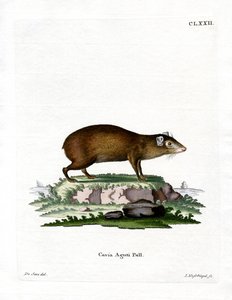 Agouti by German School