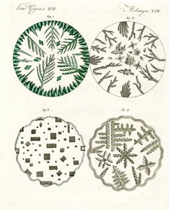 All Kinds of Salt Crystals by German School