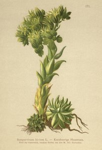 Allionii Houseleek