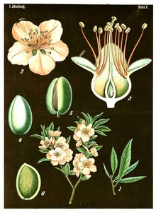 Almond (Prunus Amygdalus)