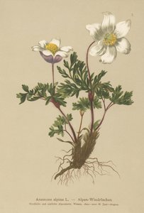 Alpine Anemone (Anemone alpina, Pulsatilla alpina)