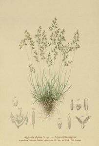 Alpine Bentgrass