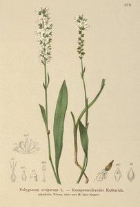 Alpine Bistort