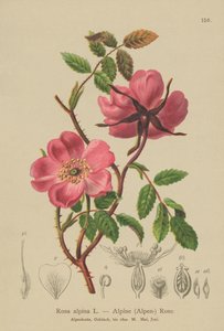 Alpine Hedge Rose by German School