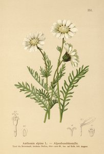 Alpine Mayweed by German School