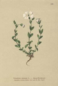 Alpine Mouse-ear by German School