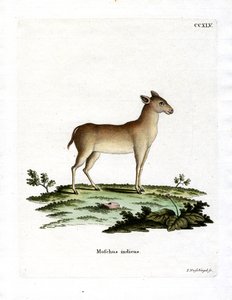 Alpine Musk Deer by German School