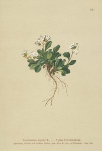 Alpine Northern-rockcress
