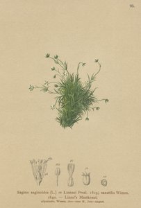 Alpine Pearlwort by German School