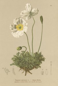 Alpine Poppy by German School