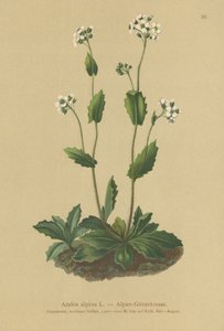 Alpine Wall-cress by German School
