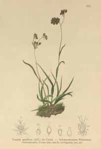 Alpine Wood-rush by German School