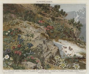 Alpine Plants by German School