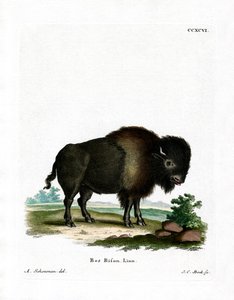 American Bison by German School