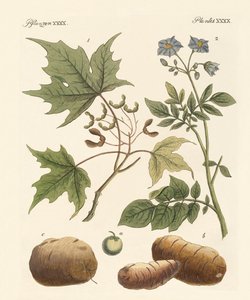 American Plants