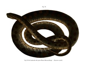 Anaconda by German School