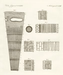 Anatomy of Wood by German School