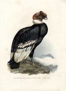 Andean Condor