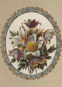Anemones
