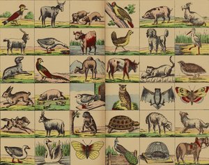 Animal and Bird Pictures