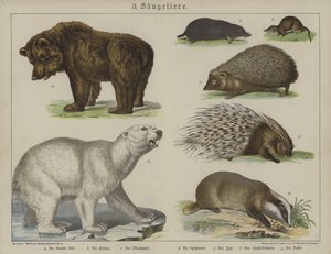 Animals