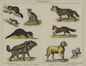 Animals