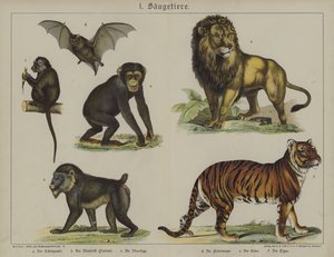 Animals by German School