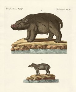 Animals from Hot Countries