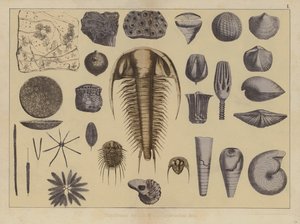 Animals of the early Palaeozoic Era by German School