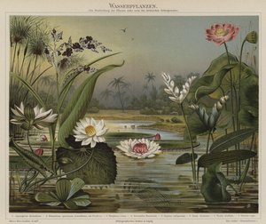 Aquatic Plants by German School