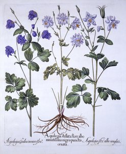 Aquilegia, from Hortus Eystettensis by German School