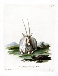 Arabian Oryx by German School