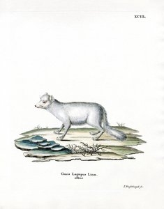 Arctic Fox by German School