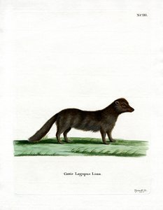 Arctic Fox by German School