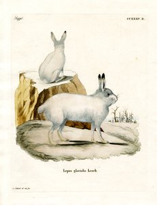 Arctic Hare by German School