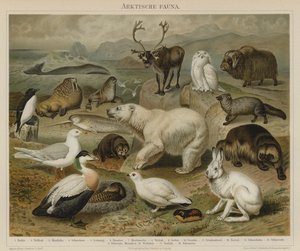 Arctic Fauna by German School