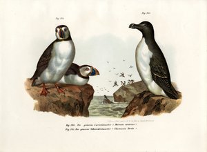 Arctic Puffin by German School