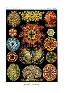 Ascidiae by German School