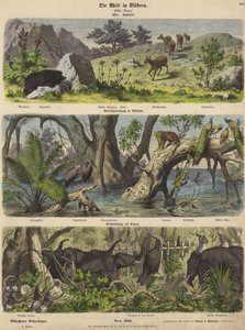 Asia: mountain animals and plants; flooding in eastern India; catching elephants in Ceylon by German School