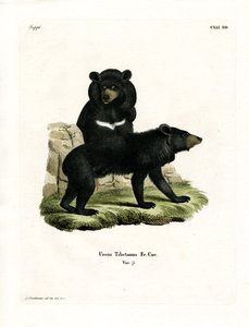 Asian Black Bear