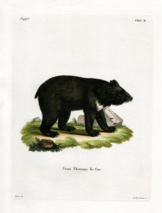 Asian Black Bear by German School