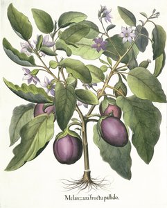 Aubergine, from the Hortus Eystettensis by Basil Besler, pub. 1613