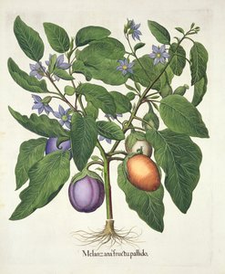 Aubergine: Melanzana fructu pallido, from the Hortus Eystettensis by Basil Besler, pub. 1613