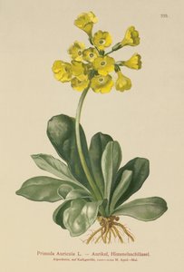 Auricula